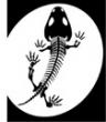 Avatar von Salamander