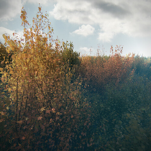 trees2.jpg