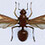 Spekulatius